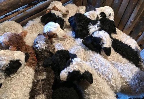 Мурнуку одуругда – Барыын-Хемчик кожуун