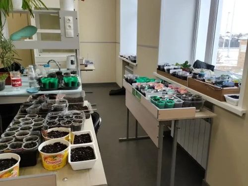 Юные аграрии Тувы высадили более 2,5 тысячи растений в школьных теплицах