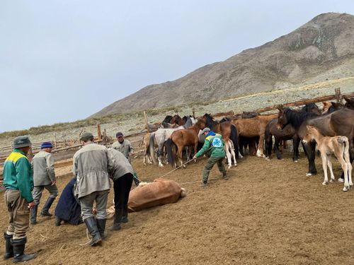 В Сут-Хольском районе проводят вакцинацию животных от опасных заболеваний