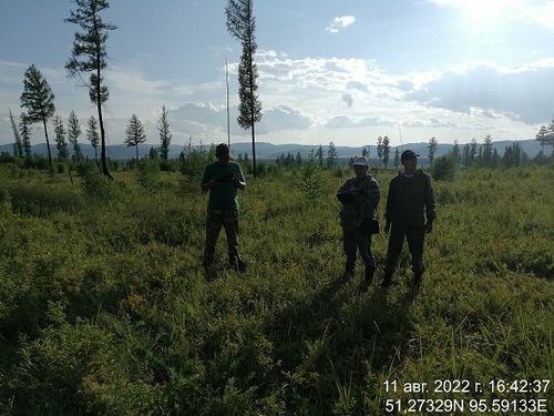 В Туве завершили инвентаризацию фонда лесовосстановления