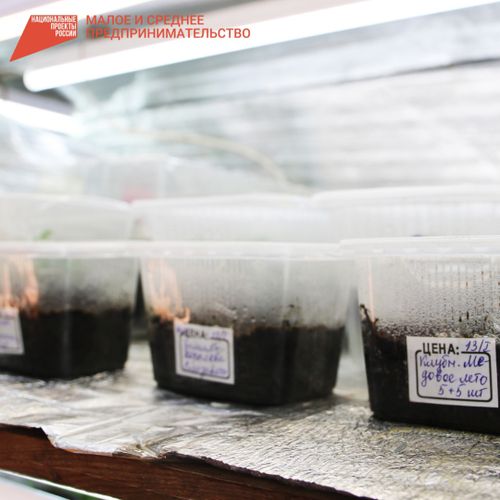 Грант на развитие. Жительница Тувы получила господдержку на строительство теплицы