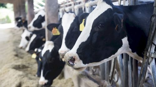 В России разработали новые ветеринарные правила по борьбе с бруцеллезом