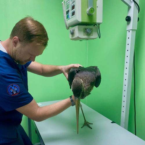 Черный аист из Красной книги под наблюдением ветеринаров Тувы