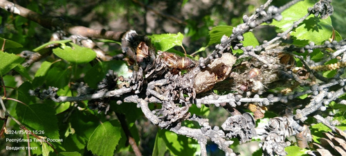В лесах Пий-Хемского района обнаружены очаги непарного шелкопряда