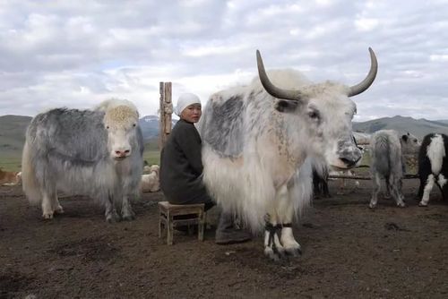 В Туве будут чествовать яков и яководов