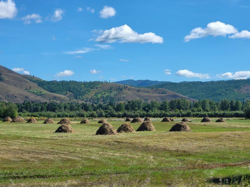 В пятерку районов-лидеров по сбору корма вошли Танды, Пий-Хем, Сут-Холь, Дзун-Хемчик, Улуг-Хем