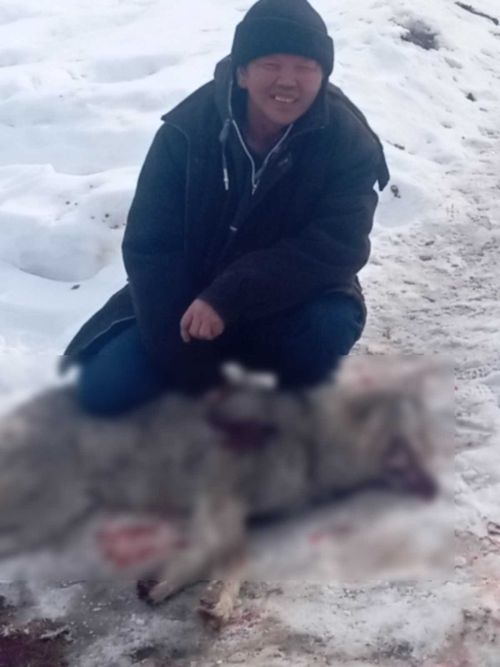 Житель Тувы убил ножом волка, напавшего на скотный двор