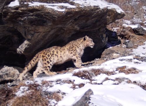 Снежные барсы Тувы вновь могут оказаться «на мушке»
