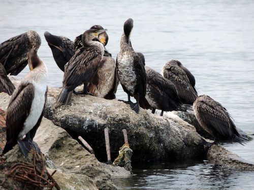 Тывада балыкчы кушту чежени-даа адарын чөпшээрээн