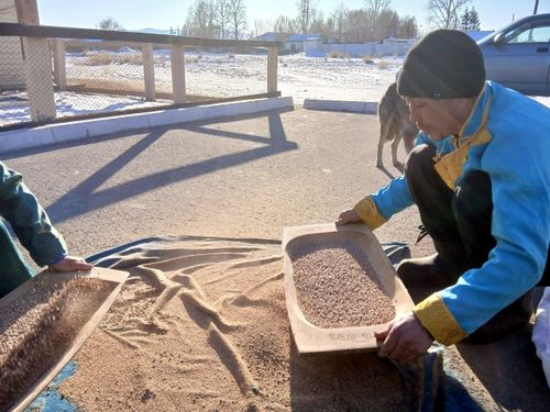 Тараа дою: Ак тарааны соктап, челбип…