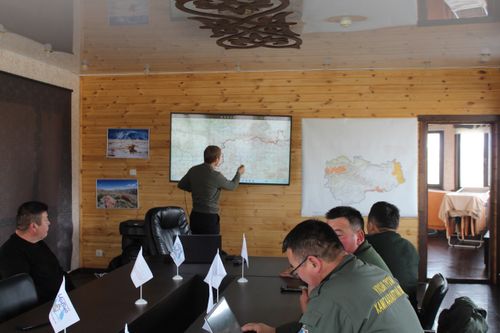 В России стартовал учёт численности алтайского горного барана