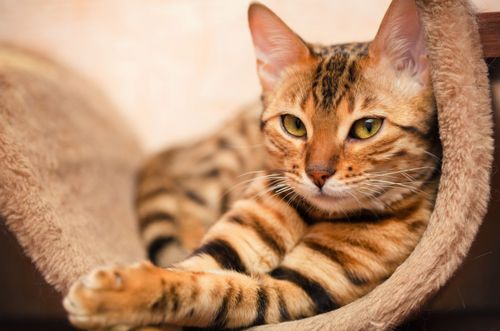 Сегодня — всемирный День кошек