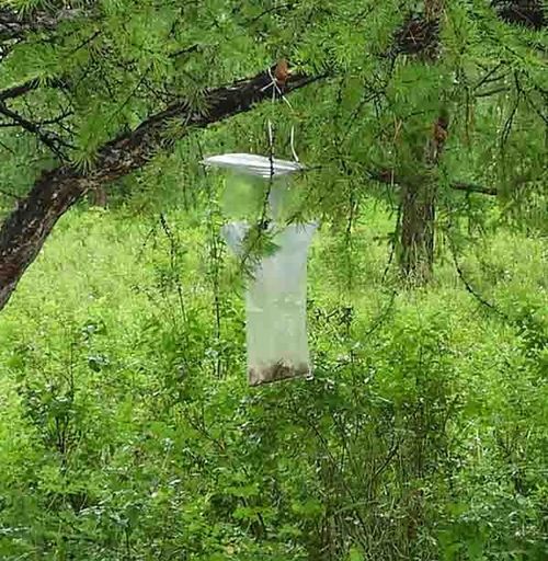 Лесопатологи Тувы приступили к феромонному надзору за лесогрызущими вредителями