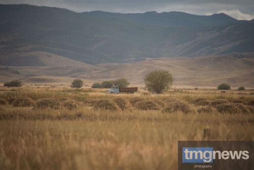 Аграрии Тувы выполнили план по кормозаготовке на 107%