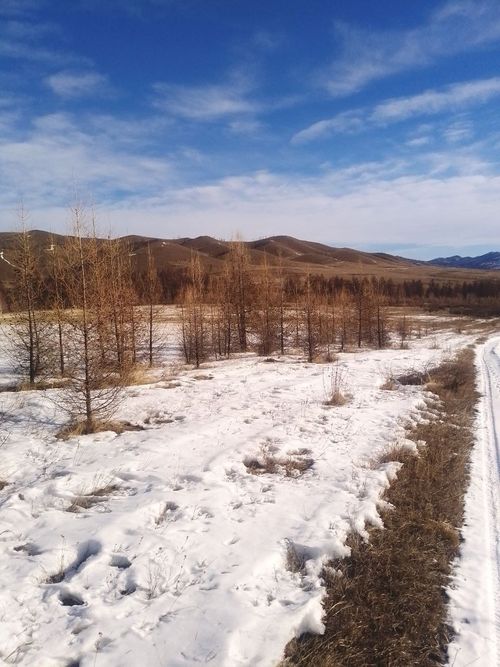 В Туве продолжается регулирование численности волков, которые наносят значительный ущерб чабанам, нападая на их скот.
