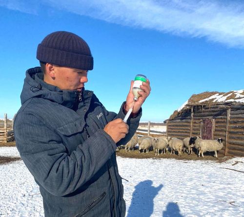 В Туве проводят вакцинацию скота от ящура