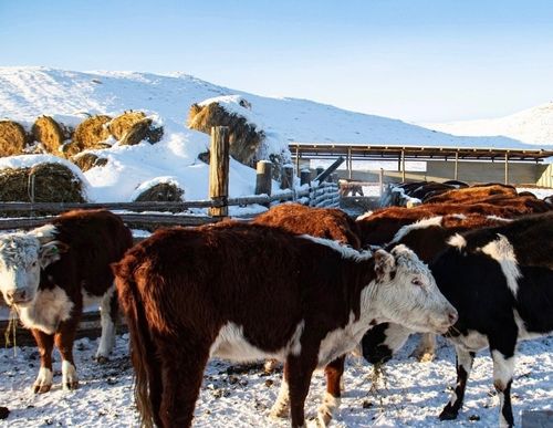 В Туве на зимовку переведено более 300 тысяч голов скота