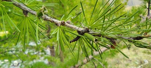 В Барун-Хемчикских лесах обнаружили очаг насекомых-вредителей