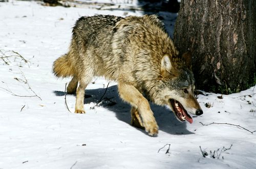 В Тандинском районе обнаружен очаг бешенства