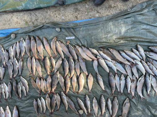 Житель Тувы предстанет перед судом за незаконную рыбалку