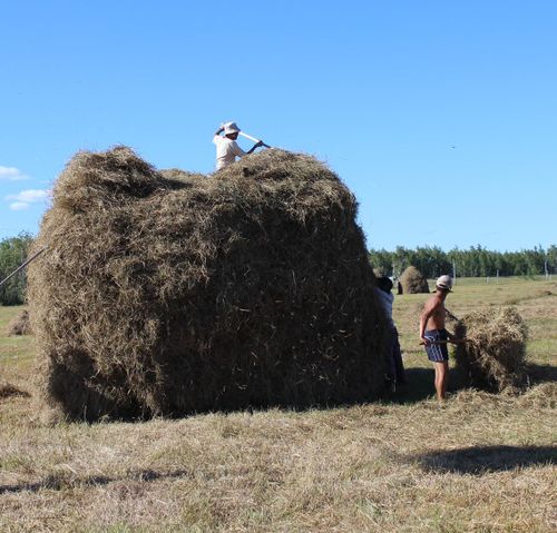 В Эрзинском районе для сенокоса привлекают волонтеров