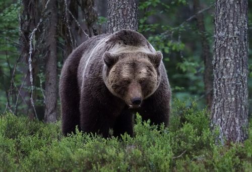 МЧС: в Туве участились случаи выхода медведей к людям