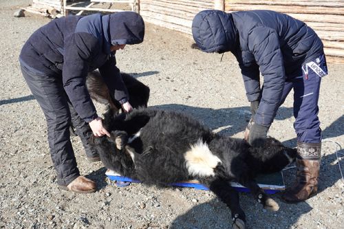 Ученые исследовали генетику аборигенных животных в западной зоне Тувы