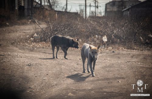 В Кызыле обнаружили бешенство у безнадзорной собаки. Идут лабораторные исследования. Началась вакцинация