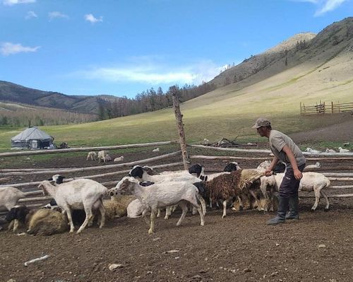 Манчүректе хой кыргылдазы дооступ турар