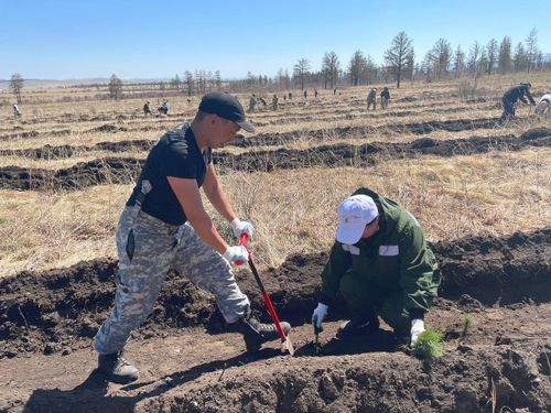 В Туве в честь Дня эколога высадили 60 тыс саженцев