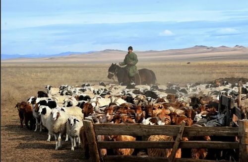 Овцеводство и козоводство в Туве будут субсидироваться