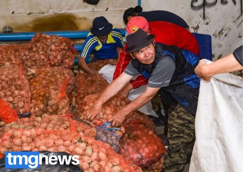 В Тодже начали раздавать семена «Народного картофеля»