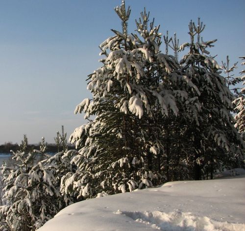 В Туве за текущий год было выявлено 70 нарушений в сфере фитосанитарного надзора