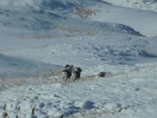 Тувинский проект по сохранению аргали получил поддержку Президентского фонда природы