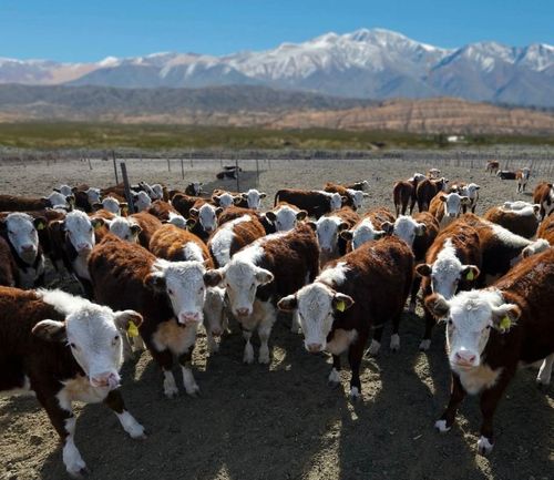Около 24 миллионов рублей получат в этом году 12 наиболее перспективных начинающих фермеров Тувы