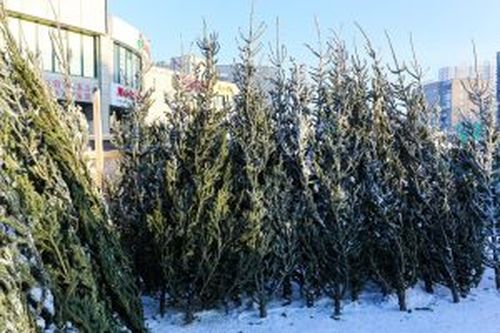 Россельхознадзор напоминает правила покупки новогодней елки