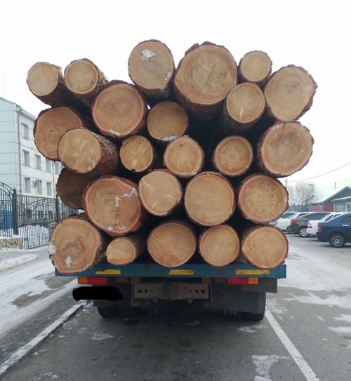 Лесные инспекторы Тувы проводят массовые рейды