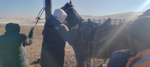 Чипирование животных в Тандинском районе