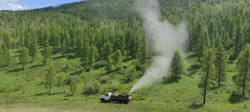В Туве осуществляют плановые мероприятия по подавлению популяции непарного шелкопряда