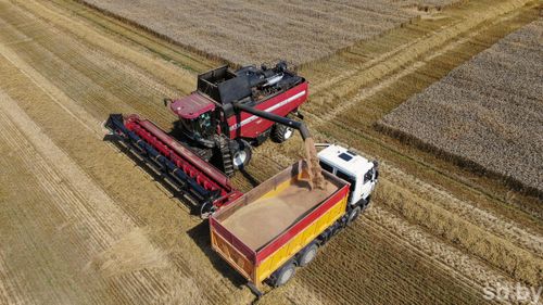 В Туве на 6,2% увеличилась посевная площадь