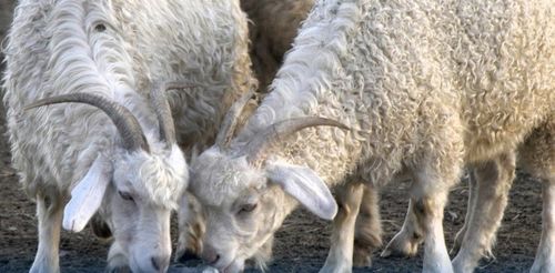 В Туве разработали проект комплексного развития овцеводства и козоводства на 2025-2030 годы