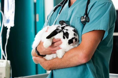 В России отмечается День ветеринарного работника