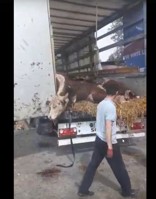 В массовой гибели коров фермера из Тувы виноват водитель фуры