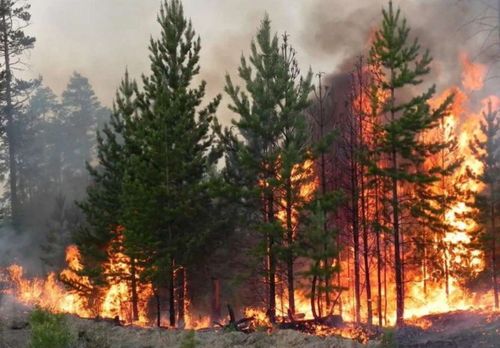 В Туве действуют 14 лесных пожаров на общей площади 2343,70 га