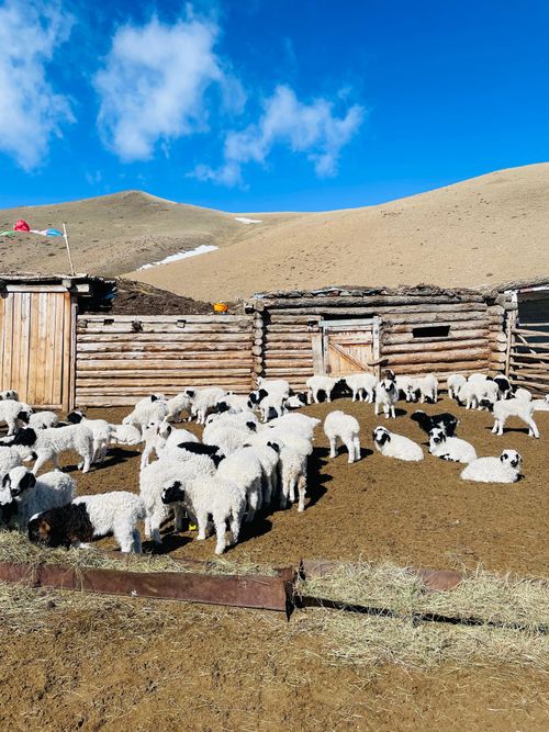 В хозяйствах Тувы завершается окотная кампания