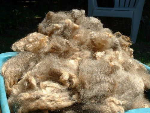 В пункте пропуска «Хандагайты» пресечена попытка незаконного перемещения немытой овечьей шерсти