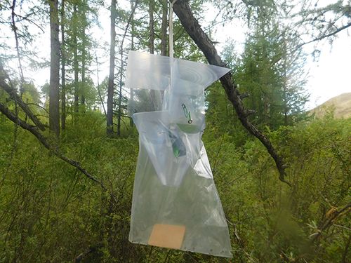 В Туве подвели итоги феромонного надзора за сибирским шелкопрядом