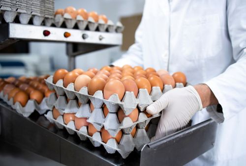 Минсельхоз России подтвердил ожидания снижения цен на яйца в ближайшее время
