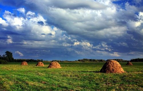 В Дзун-Хемчикском районе отмечают хороший травостой