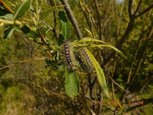 В Туве выявлена вспышка массового размножения непарного шелкопряда